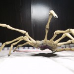 Alien Facehugger